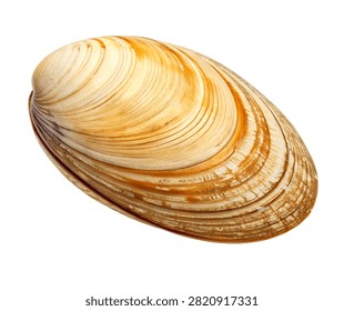Surf Clam Single Surf Clam Displayed In A Side Pr Isolated On White Background