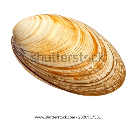 Surf Clam Single Surf Clam Displayed In A Side Pr Isolated On White Background