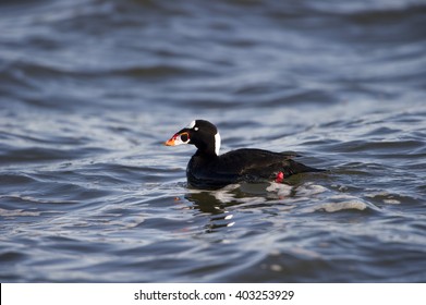 Surf Scoter #1.