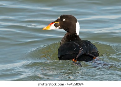 Surf Scoter