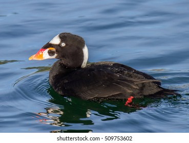 Surf Scoter