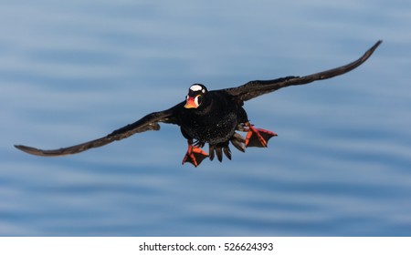 Surf Scoter