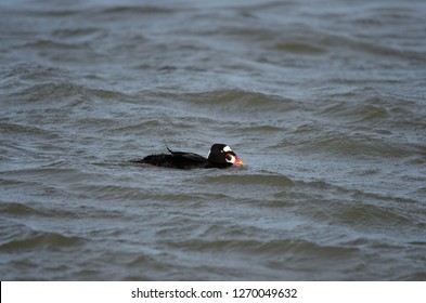 Surf Scoter Bird