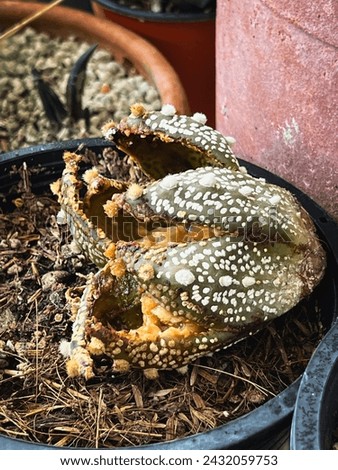 Surface of Cactus getting rotten and dead from fungal and bacteria diseases attack,