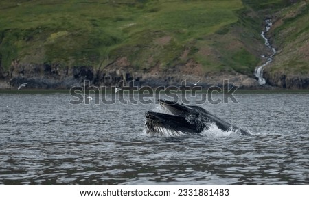 Surface feeding humpback whale in the fjord - eyjafjordur Iceland