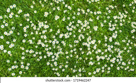 Surface Of Green Grass With Daisies Seen From Above