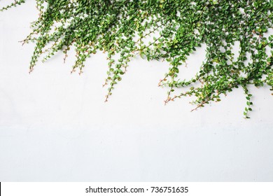 The surface of green leaves or the Ivy tree on Brick wall background white decoration wall with grunge surface texture.  - Powered by Shutterstock