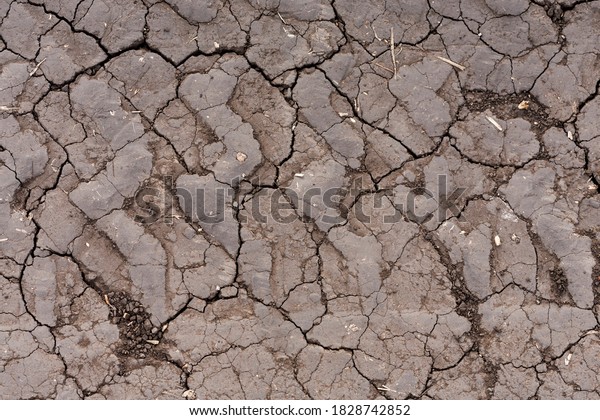 Surface of ground soil black earth road in field\
with traces of tire treads, with particles of roots, stems, grains,\
with small stones, is rolled, smoothed by cars, cracked from\
dryness. Macro.