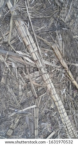 Surface of Humus sugarcane, dirtytexture
