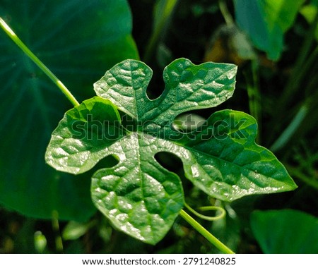 The surface of the leaf is textured and often slightly fuzzy or hairy.