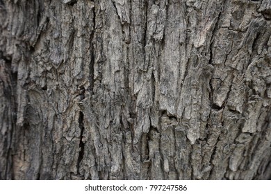 Surface Old Tree Rough Textures Stock Photo 797247586 | Shutterstock