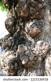 Surface of old trees
