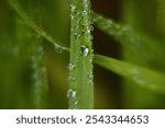 surface, rippled, outdoors, drop, macro, small, vegetation, herb, rain drops, raindrops, background, grass, raindrop, close-up, growth, flora, closeup, garden, fresh, freshness, dew, rain, green, natu