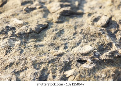 The Surface Rock, Similar Frogs On The Moon Surface Agent.