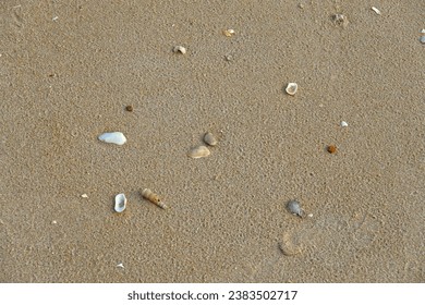 Surface small seashells on the sand beach. - Powered by Shutterstock