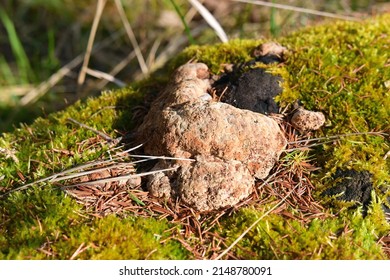 Surface Of The Stump Covered With Moss And Wood Decay Fungus