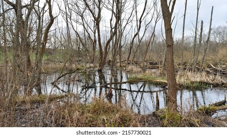 37,649 Swamp surface Images, Stock Photos & Vectors | Shutterstock