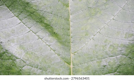 The surface texture of the leaves has an attractive and distinct natural pattern. The surface of the leaves appears to have a white or dull powder-like coating.