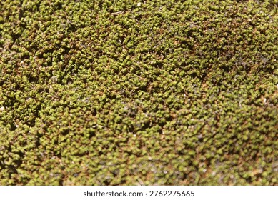surface texture of mossy areas.