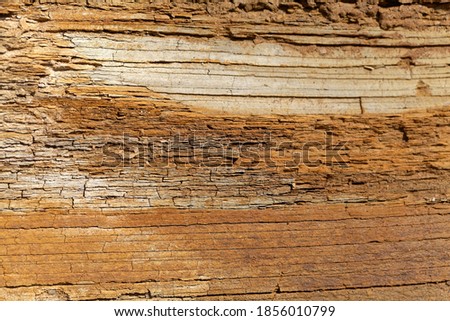 The surface of thin bedded layers of Posidonia Shale from the Lower Jurassic of Southern Germany. 