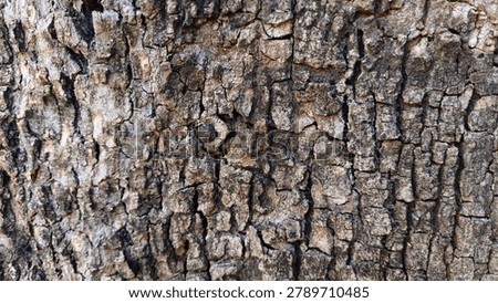 The surface of this bark radiates a deep sense of age and toughness, with an extremely rough and irregular texture. Its color is dominated by shades of dark gray, dark brown, and faded white mixed together, creating a sharp contrast in every crevice. Deep and narrow cracks split the surface into uneven, small pieces, like a natural map etched by time and weather. In the center, a small, hard protrusion is visible, like an old knot tightly locked between thickened and dry layers of bark. Every curve and crevice holds traces of a long journey, revealing the resilience of a tree that has endured for years, exuding a raw, character-filled textural beauty and bearing silent witness to the strength of nature. 