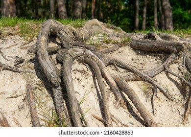 Surface tree roots at the pine trees forest. Fixing trees with above ground roots.