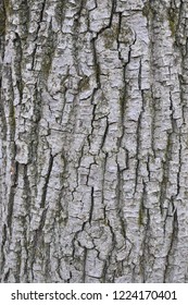 The surface of tree's trunk