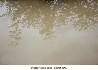 surface of the water
