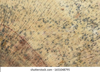 The surface of the wood is brown with black mold