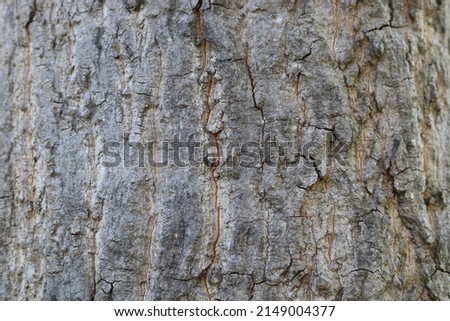 The surface of the wood has white bark and long, linear stripes.