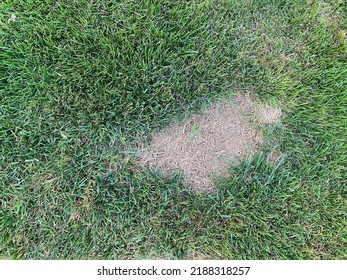 Surface Of A Young Lawn With A Big Bald Spot