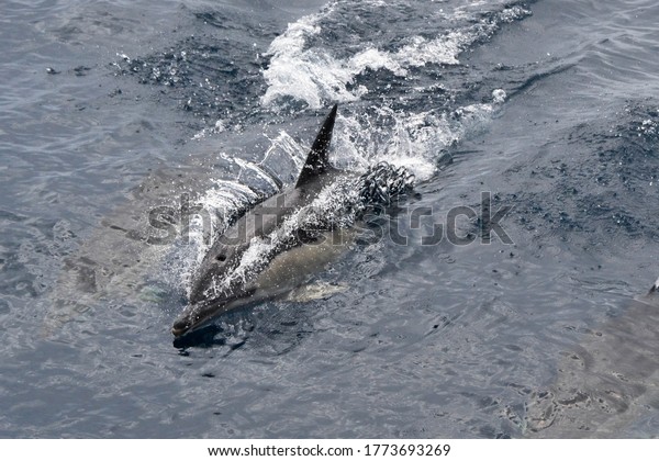A surfacing common dolphin (Delphinus\
delphis) off the coast of São Miguel,\
Azores.