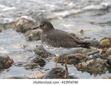 Surfbird