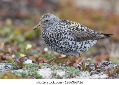 Surfbird; Arctic Tundra