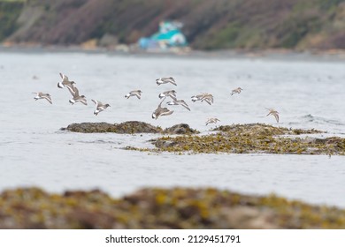 Surfbird, dunlin and black turnstone flying at seaside looking for foods. They are stocky, short-legged shorebird that thrives on rocky shorelines. In flight, note white wing stripe and bold black