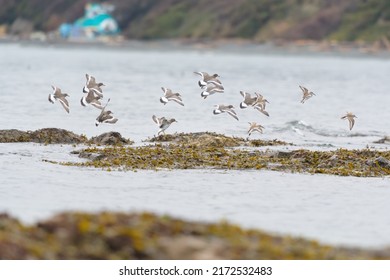 Surfbird, dunlin and black turnstone flying at seaside looking for foods. They are stocky, short-legged shorebird that thrives on rocky shorelines.