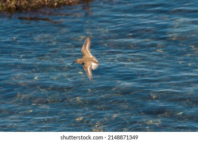 Surfbird flying at seaside looking for foods. They are stocky, short-legged shorebird that thrives on rocky shorelines. 