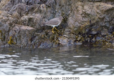 Surfbird looking for food at seaside. It`s stocky, short-legged shorebird that thrives on rocky shorelines. Look for short, blunt bill with orangey base and dull yellow legs.