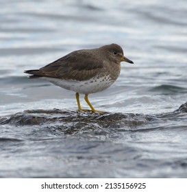 Surfbird looking for food at seaside. It`s stocky, short-legged shorebird that thrives on rocky shorelines. Look for short, blunt bill with orangey base and dull yellow legs