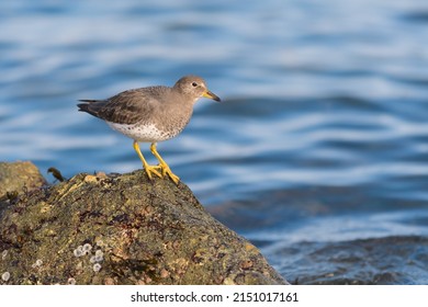 Surfbird looking for food at seaside. It`s stocky, short-legged shorebird that thrives on rocky shorelines. Look for short, blunt bill with orangey base and dull yellow legs.