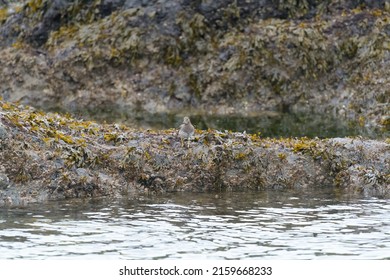 Surfbird Looking For Food At Seaside. Look For Short, Blunt Bill With Orangey Base And Dull Yellow Legs.