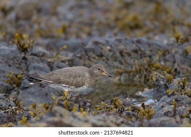Surfbird looking for food at seaside. It's a stocky, short-legged shorebird that thrives on rocky shorelines