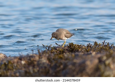 Surfbird looking for food at seaside. It is a stocky, short-legged shorebird that thrives on rocky shorelines. Look for short, blunt bill with orangey base and dull yellow legs.