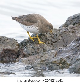 Surfbird looking for food at seaside. It is a stocky, short-legged shorebird that thrives on rocky shorelines.