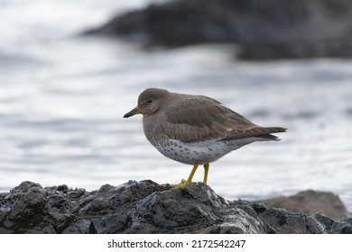 Surfbird looking for food at seaside. It is stocky, short-legged shorebird that thrives on rocky shorelines.