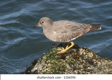 Surfbird On Rock