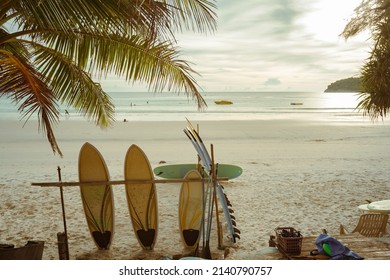 Surfboards are located under coconut palms beach seaside  Leisure activities surfers ocean relax fun holiday vacation  Landscape surfing sea island travel trips weekend summer  Surf school concept 