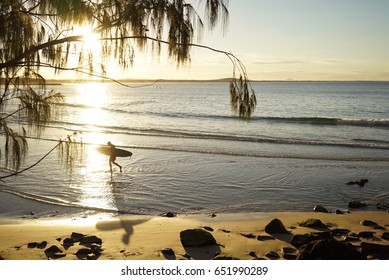 A surfer with a long board walking along the beach in the shallow water at sun set with a small tree in the foreground.