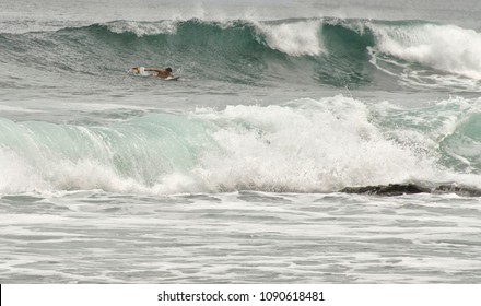 Surfer in the Ocean