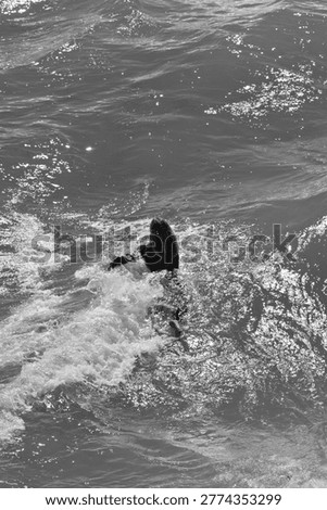 Surfer paddling forward through active shorebreak waves while entering Pacific Ocean water along Huntington Beach California coastline.